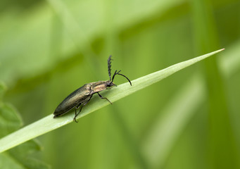 beetle on the leaves