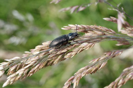 Carabique dans l'herbe