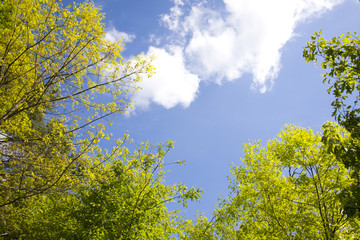 blue sky through trees