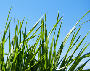 Fototapeta premium grass and sky