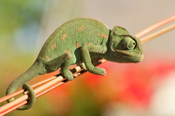 Young Chameleon closeup