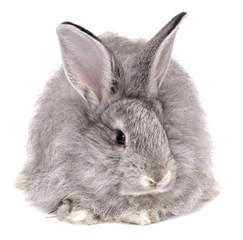 cute rabbit