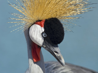 Fototapeta premium African crowned crane