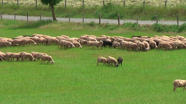 Troupeau de moutons