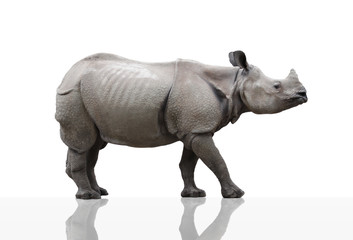 Obraz premium Nashorn