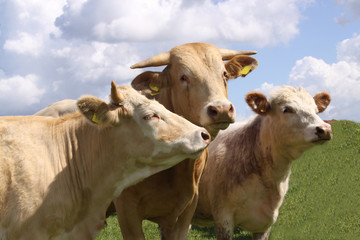 Fototapeta na wymiar Brown cows posing for the camera