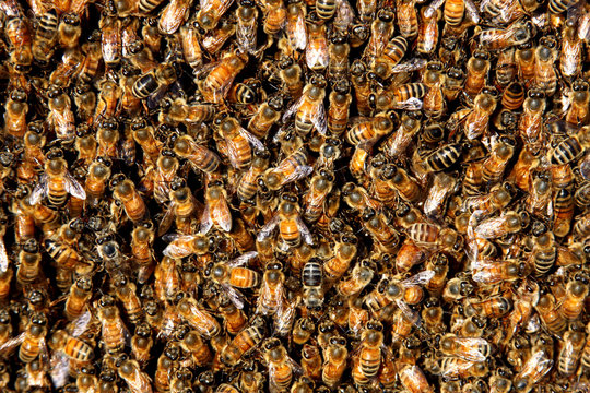 honey bee swarm background