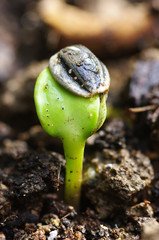 litlle sunflower and his seed in spring