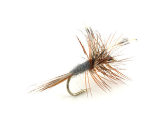 Obraz premium Dry trout fishing fly