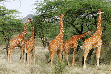 Reticulated Giraffes in Samburu Kenya © Dennis Donohue