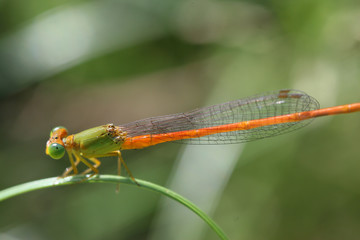 damselfly