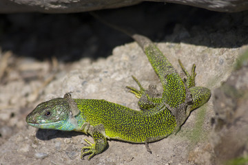 ramarro