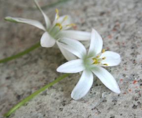 Fototapeta na wymiar białe kwiaty