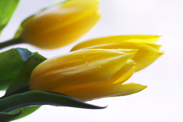Obraz premium Yellow tulips
