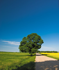 Obraz premium The tree on the roadside