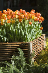 Vibrant tulips in raised garden bed