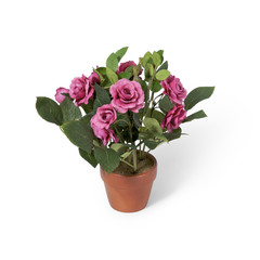 Rose im Blumentopf