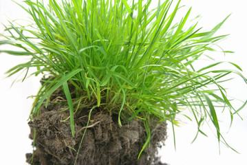 Green Grass on the ground Isolated on White