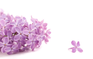 Fototapeta na wymiar Fragrant lilac blossoms