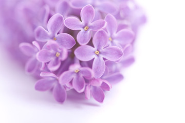 Fragrant lilac blossoms