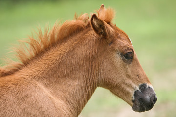 Fototapeta premium horse