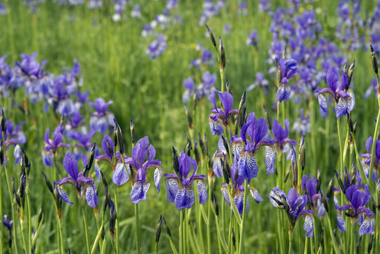 Iriswiese im Ennstal