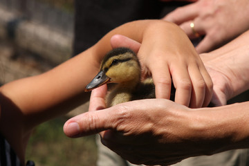 Child Picking up Baby Duck