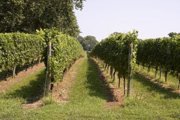 Fototapeta na wymiar Rows of Grapes Growing