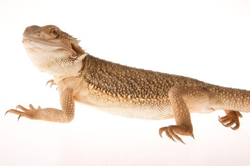 Fototapeta premium Bartagame