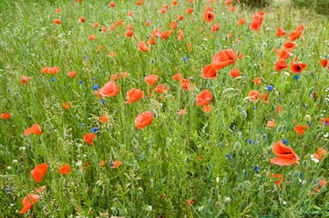poppies and cornflowers