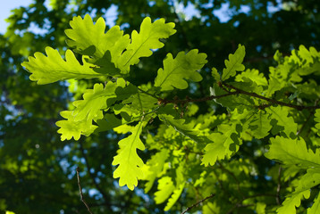 Fototapeta na wymiar Oak leaves