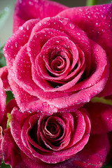beautiful roses with water drops close-up