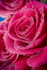 beautiful roses with water drops close-up