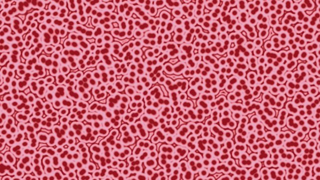 blutzellen blood cells