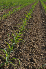 granoturco agricoltura coltura