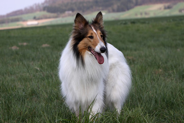 Fototapeta premium Langhaar Collie