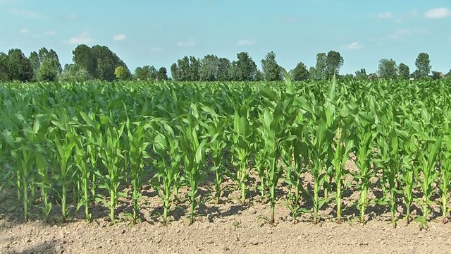 Campo di mais in campagna