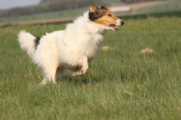 Langhaar Collie
