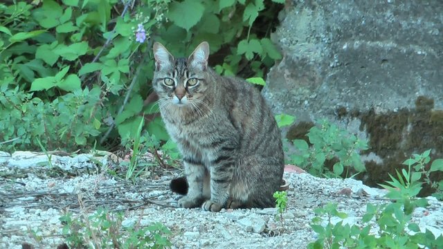 Gatto attento