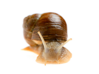 snail