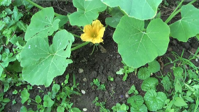 Pianta di zucca con fiore nell'orto