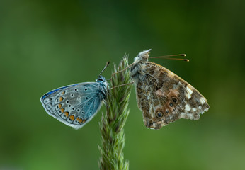 Schmetterlingstreff