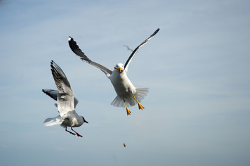 seagull