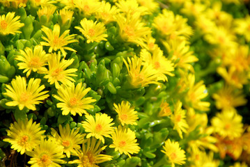 Mittagsblume Gelb - Delosperma yellow 03