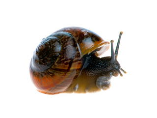 snail