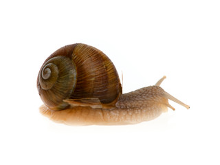 snail