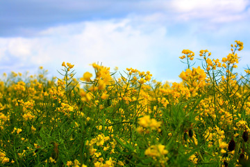 Fototapeta premium Fields of rape