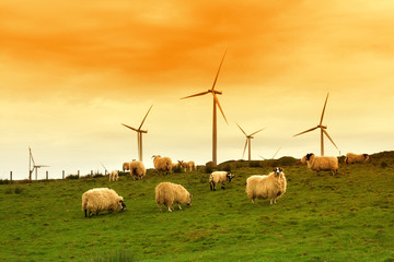 Modern windmills in the dawn, Scotland - 14515957