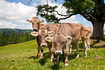 Neugierige junge Kälber