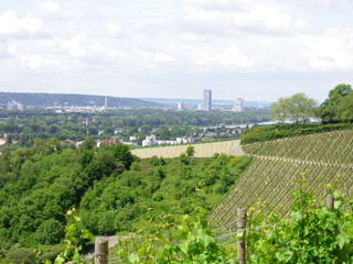 Weinberge bei Bonn
